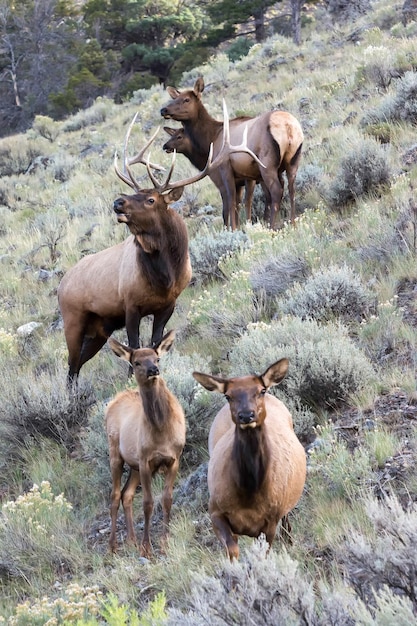 Rodzina Elk Lub Wapiti Cervus Canadensis Spacerująca Po Zaroślach W Yellowstone