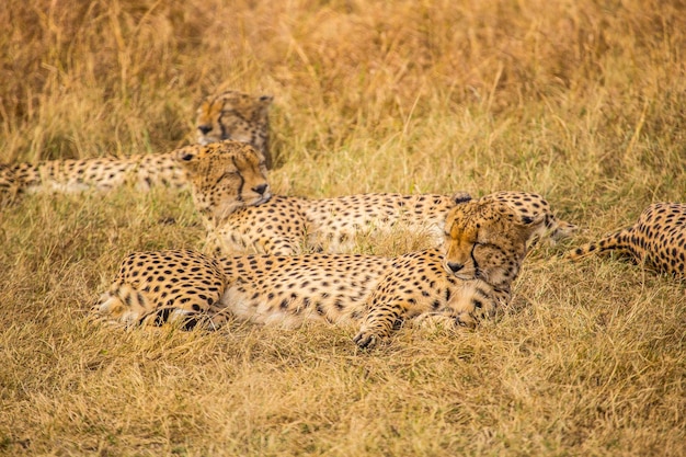 Rodzina gepardów zwana pięcioma muszkieterami śpiącymi na ziemi w Masai Mara w Kenii