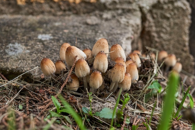 Rodzina grzybów rosnąca na ścianie