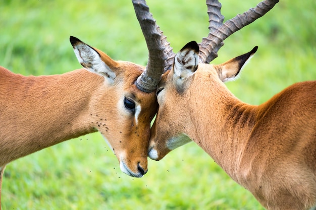 Rodzina Impala na krajobrazie trawy w kenijskiej sawannie