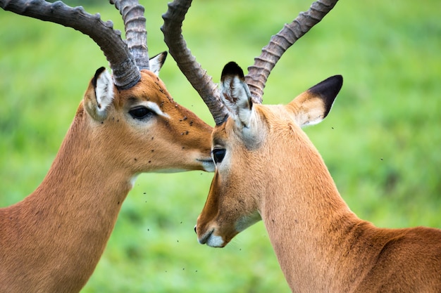 Rodzina Impala Na Trawiastym Krajobrazie W Kenijskiej Sawannie