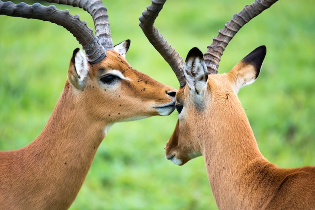Rodzina Impala na trawie krajobraz sawanny