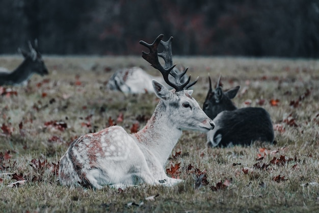 Rodzina Jeleni W Richmond's Park