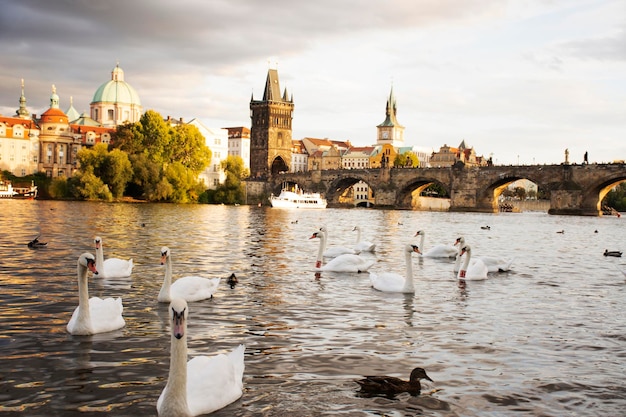 Rodzina łabędzi pływających odpoczywa i pływa, znajdując jedzenie w rzece Wełtawie na starym mieście w pobliżu Mostu Karola w Pradze, Czechy