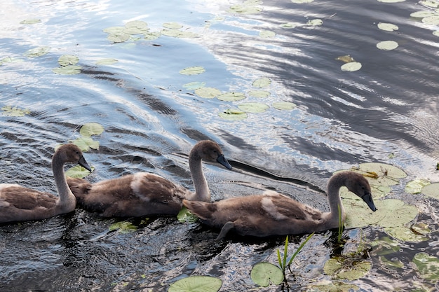 Rodzina łabędzi pływających po jeziorze z młodymi siwymi pisklętami