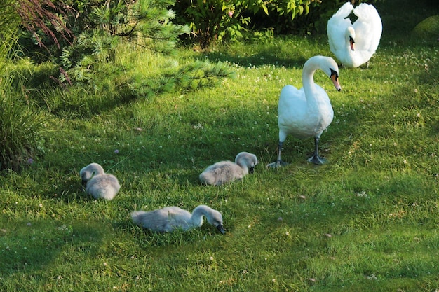 Rodzina łabędzi spacerujących po zielonym trawniku