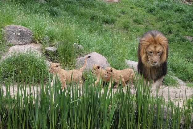 Zdjęcie rodzina lwów na polu