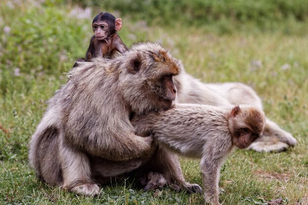 Zdjęcie rodzina małp na trawiastym polu w zoo