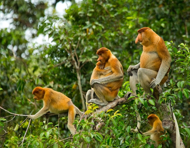 Rodzina małp proboscis siedzi na drzewie w dżungli. Indonezja. Wyspa Borneo.Kalimantan.