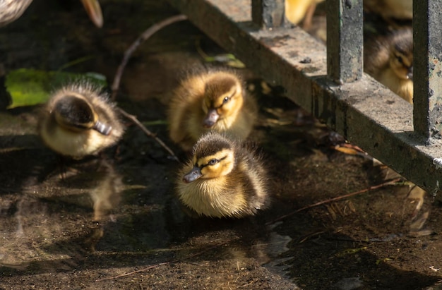 Rodzina małych kaczek o pięknym i miękkim brązowym i żółtym piórze pływających w jeziorze pełnym upadłych liści