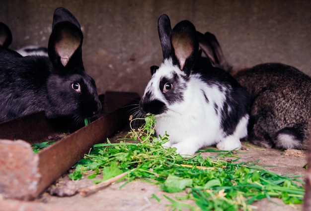 Zdjęcie rodzina małych królików w klatce puszyste gryzonie hodowla zwierząt na farmie