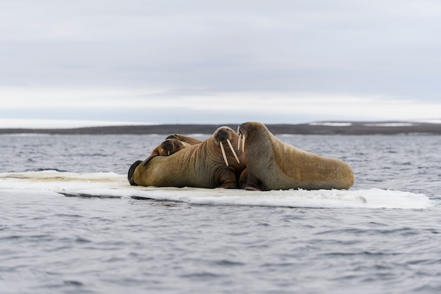 Rodzina morsów leżąca na krze lodowej. Arktyczny krajobraz.