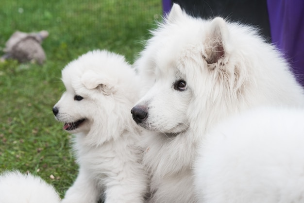 Rodzina psów samoyedów samoyed szczeniak i dorosły