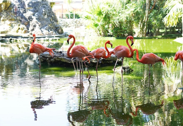 Rodzina Różowych Flamingów Korzystających Z Naturalnego Stawu