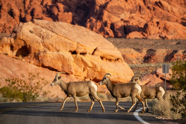 Rodzina Samic Pustynnych Owiec Bighorn Przechodzących Przez Ulicę W Parku Stanowym Valley Of Fire