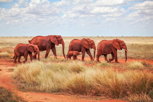 Rodzina słoni afrykańskich (Loxodonta africana), pokryta czerwonym kurzem, spacerująca razem po sawannie. Wschodni park narodowy Tsavo, Kenia