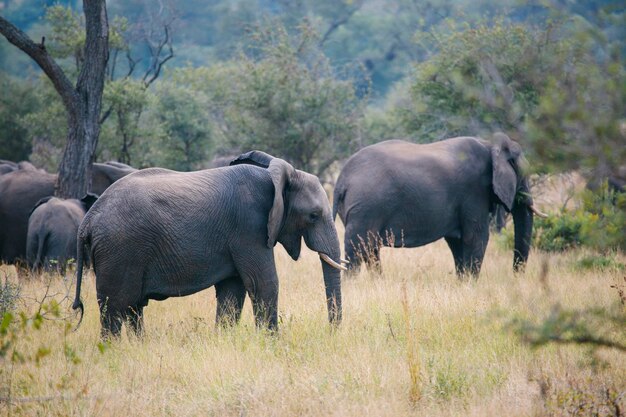 Rodzina słoni na sawannie Parku Narodowego w Afryce Południowej