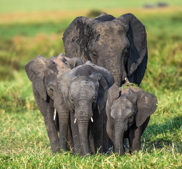 Rodzina słoni na sawannie udaje się bezpośrednio do fotografa.