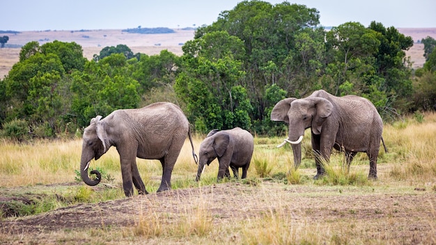 Rodzina słoni na spacerze Kenia Afryka Trawy