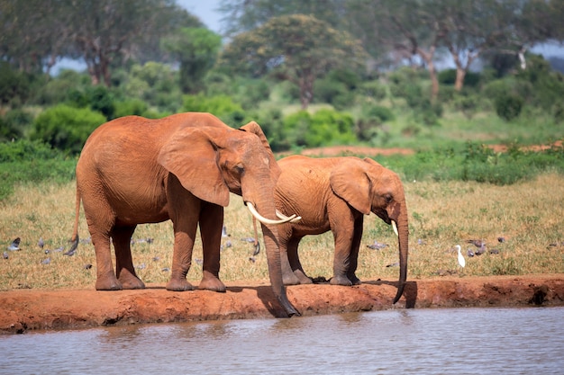 Rodzina słoni pije wodę z wodopoju