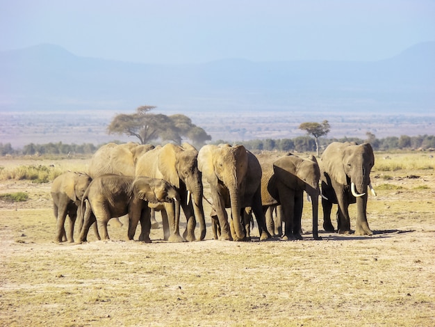 Rodzina słoni w Maasai Mara NR, Kenia