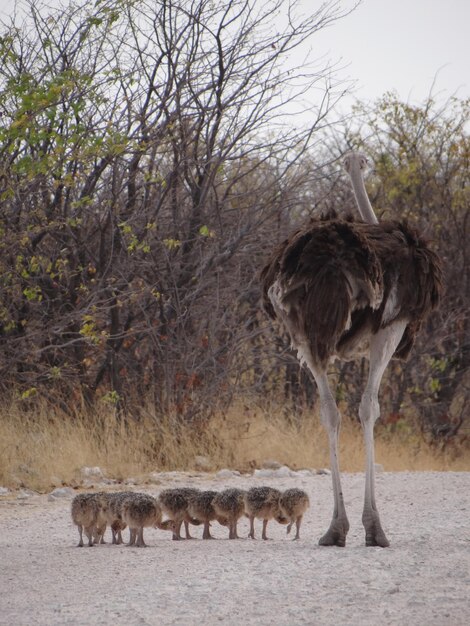 Zdjęcie rodzina strusi spaceruje ulicą w parku narodowym etosha