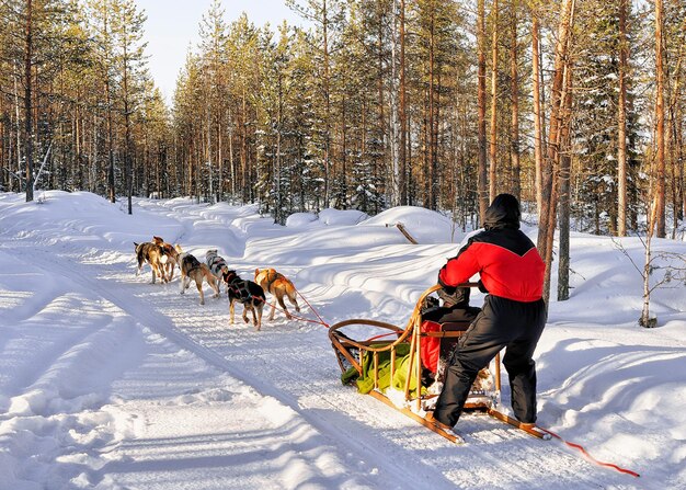 Rodzina w psich zaprzęgach husky w zimowym, zaśnieżonym lesie w Rovaniemi, Laponia, Finlandia