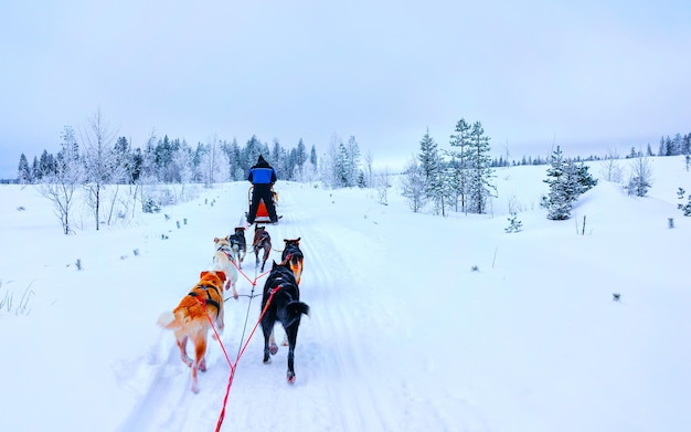 Rodzinne psie zaprzęgi Husky zimą Rovaniemi z Finlandii z Laponii. Przejażdżka psim zaprzęgiem w Norwegii. Zaprzęgi zwierząt na fińskiej farmie po Bożym Narodzeniu. Zabawa na saniach. Safari na sankach i krajobraz Alaski.