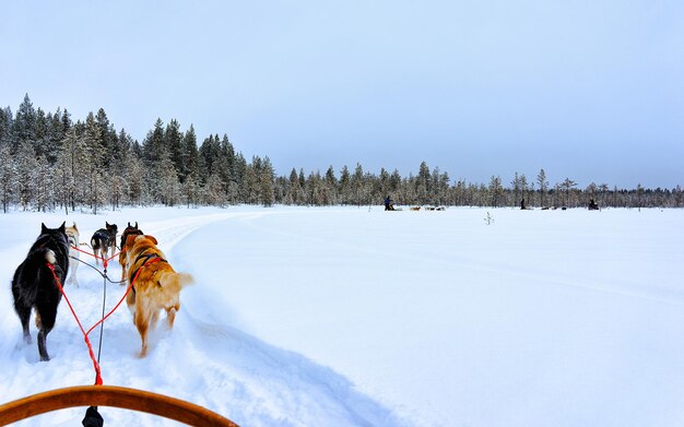 Rodzinne psie zaprzęgi Husky zimą Rovaniemi z Finlandii z Laponii. Przejażdżka psim zaprzęgiem w Norwegii. Zaprzęgi zwierząt na fińskiej farmie po Bożym Narodzeniu. Zabawa na saniach. Safari na sankach i krajobraz Alaski.