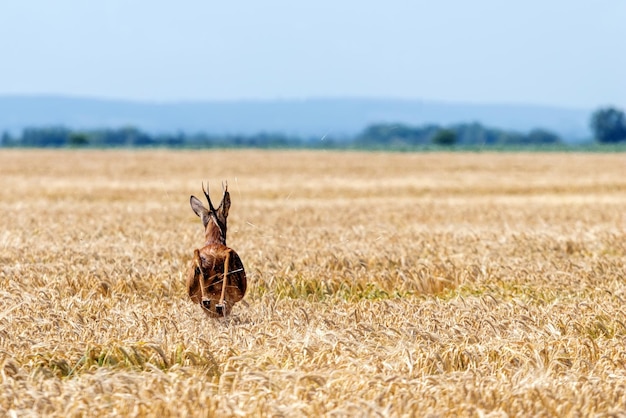 Roe Deer Buck skok w polu pszenicy. Dzika sarna.