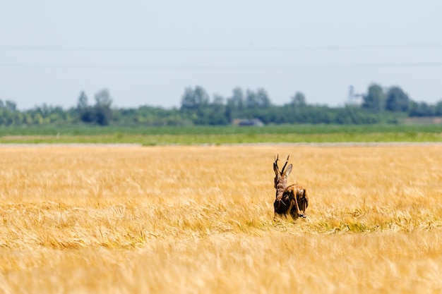 Roe Deer Buck skok w polu pszenicy. Dzika sarna.