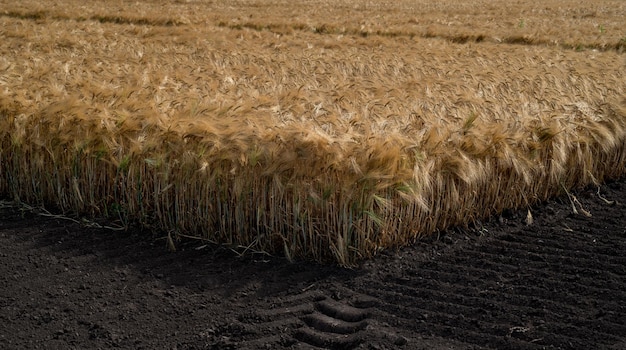 Zdjęcie róg dojrzałego pszenicy krajobraz częściowo zbiorowego pola pszenicy na gruntach uprawnych