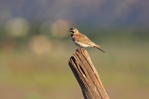 Rogaty Skowronek Na Fence Post W Utah