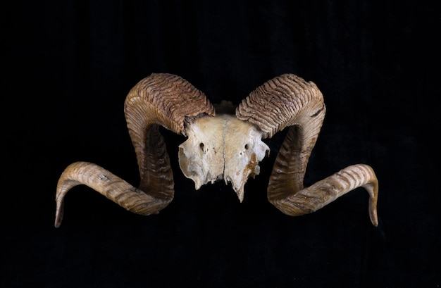 Zdjęcie rogi kozie i czaszka na czarnym tle