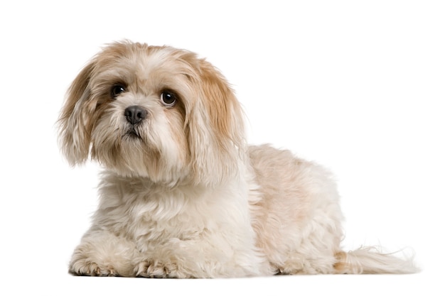 Rok Shih Tzu