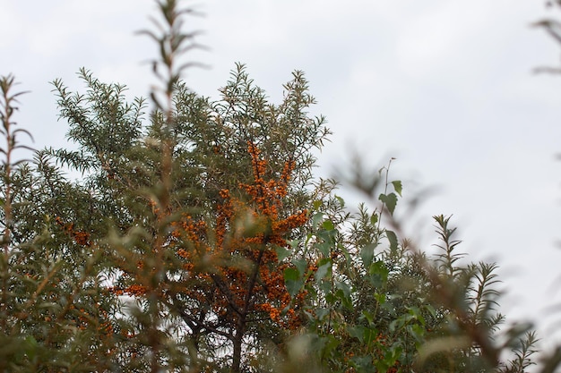 Rokitnik zwyczajny z dojrzałymi żółtymi jagodami na pniu Jesienne zbiory we wsiach