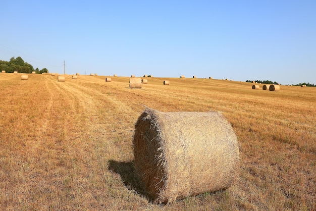 rolka siana pejzaż przyrodzie lato rolnictwa