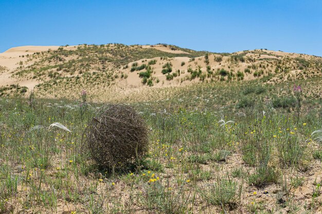 Rolki Tumbleweed na stepie suchej trawy z piór