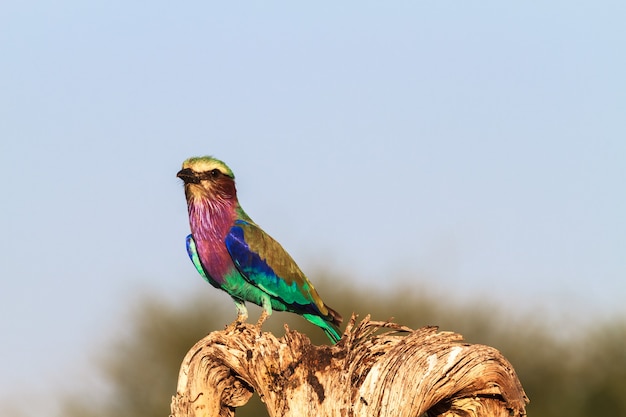 Roller na suchym drzewie. Tarangire, Tanzania, Afryka