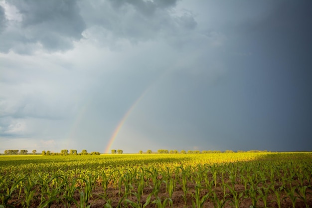 Rolne pole kukurydzy na wiosnę z ciemnymi deszczowymi chmurami w tle