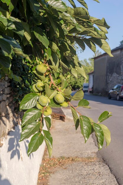 Rolnictwo Dojrzewanie soczystej persimmon wiszącej na zbliżenie gałęzi w słoneczny letni dzień