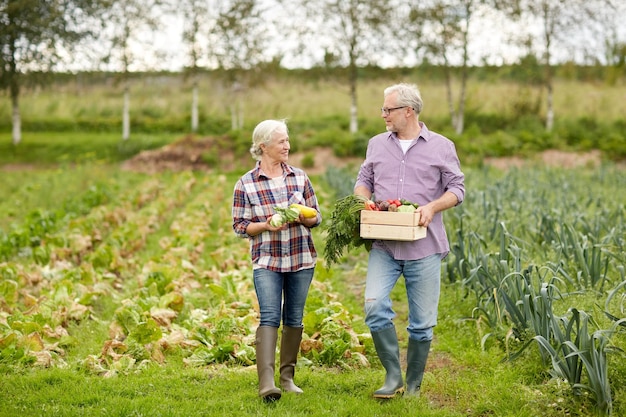 rolnictwo, ogrodnictwo, rolnictwo, zbiory i koncepcja ludzi - starsza para z pudełkiem warzyw w gospodarstwie