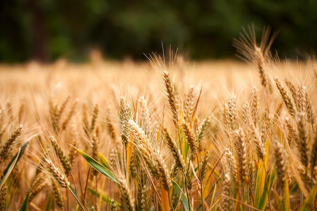 Rolnictwo Plant Spike Field in Nature Photo