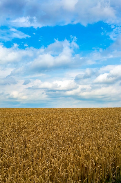 Rolnictwo Plant Spike Field in Nature Photo