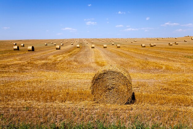 Rolnictwo - pole uprawne, na którym odbywa się zbiór zbóż