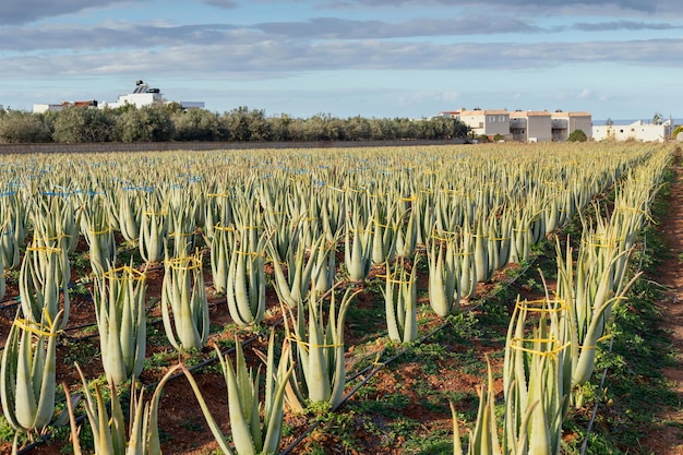 Rolnictwo Rzędy na polu z pożyteczną rośliną Aloe Vera rosną na otwartym terenie