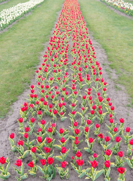 Rolnictwo. tulipan kwitnący wiosną. jasne pole kwiatów tulipanów. lato pole kwiatów. ogrodnictwo i florystyka. piękno i świeżość natury. Sprzedam tulipany.