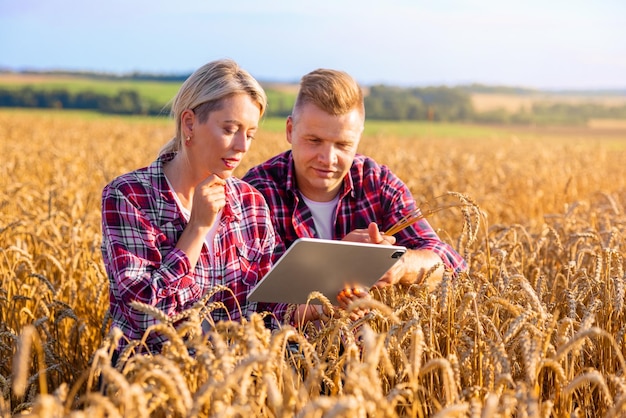Rolnicy kobiety i mężczyzny za pomocą cyfrowego tabletu w polu pszenicy