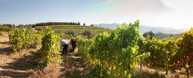 Rolnicy na żniwach zbierający winogrona