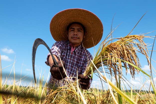 Rolnicy zbiera ryż W polach na jaskrawym niebieskim niebie